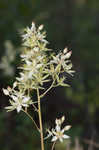 Sandbog deathcamas